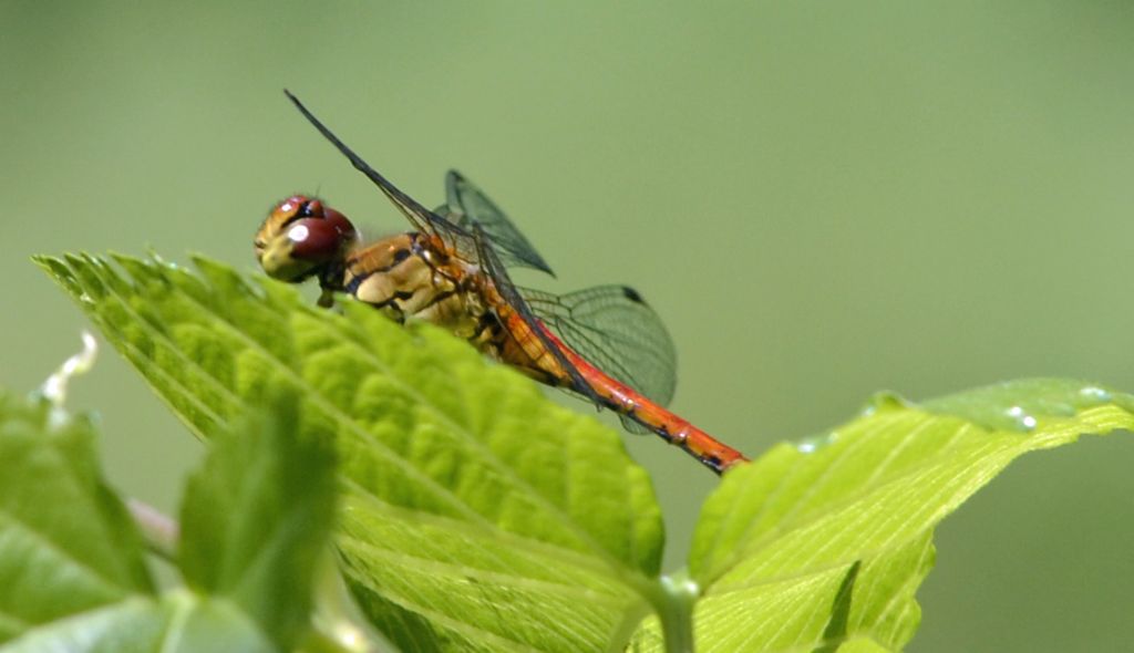 Sympetrum sanguineum?